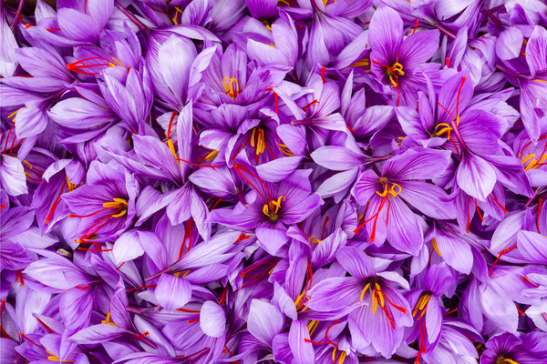 Saffron Extract Benefits for Glowing Skin – SAHARA ROSE