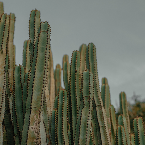 The Amazing Benefits of Prickly Pear Seed Oil for Dehydrated and Stressed Skin